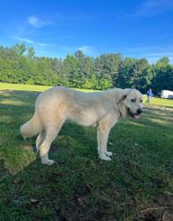 Reunited Female Dog last seen Moseley rd, Stockbridge, GA 30281