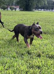 Found/Stray Female Dog last seen Little park by Whitten Road and Kamala Ave, Memphis, TN 38016