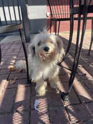 Found/Stray Male Dog last seen Emory and Garden, San Jose, CA 95126