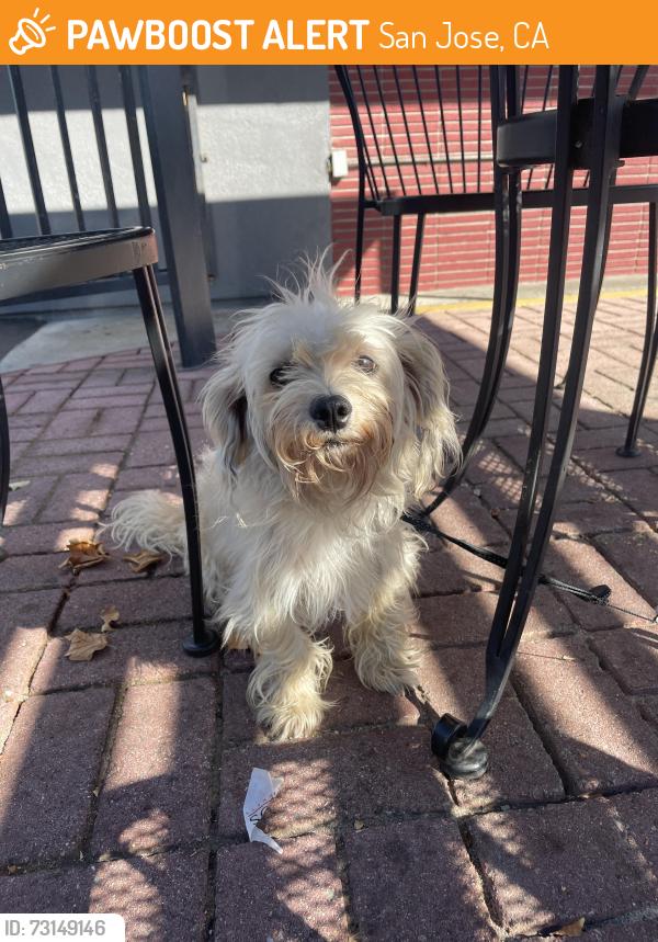Found/Stray Male Dog last seen Emory and Garden, San Jose, CA 95126