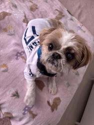 Reunited Male Dog last seen Indiansummer, valinda, La Puente, CA 91744