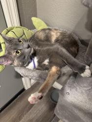 Reunited Female Cat last seen Virginia ave, San Jose, CA 95112