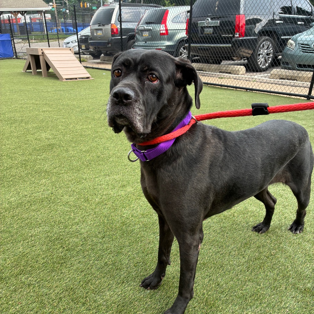 Shelter Stray Female Dog last seen , Animal Care & Control Team of Philly, 111 W Hunting Park Ave, Philadelphia, PA 19140, USA