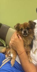 Found/Stray Female Dog last seen Colgate Close Park, The Bronx, NY 10472