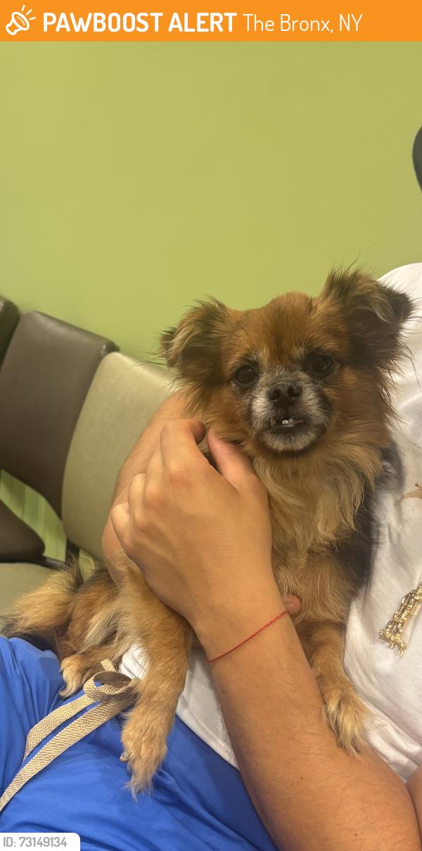 Found/Stray Female Dog last seen Colgate Close Park, The Bronx, NY 10472