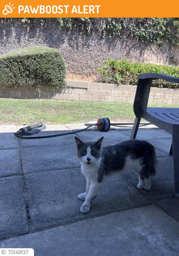 Found/Stray Male Cat last seen Colima and Daisetta, Rowland Heights, CA 91748