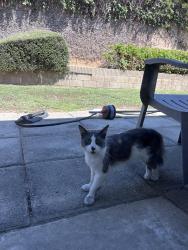 Found/Stray Male Cat last seen Colima and Daisetta, Rowland Heights, CA 91748