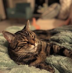 Reunited Male Cat last seen Near SW 54th circle Ocala, Ocala, FL 34476
