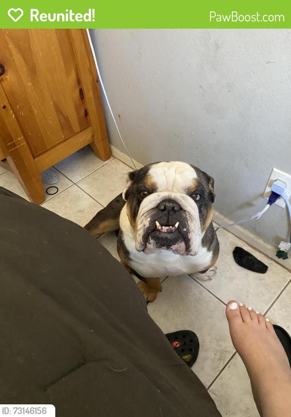 Reunited Male Dog last seen nellie and harmon, Paradise, NV 89121