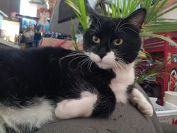Reunited Male Cat last seen Silver/Wellesley, Albuquerque, NM 87106