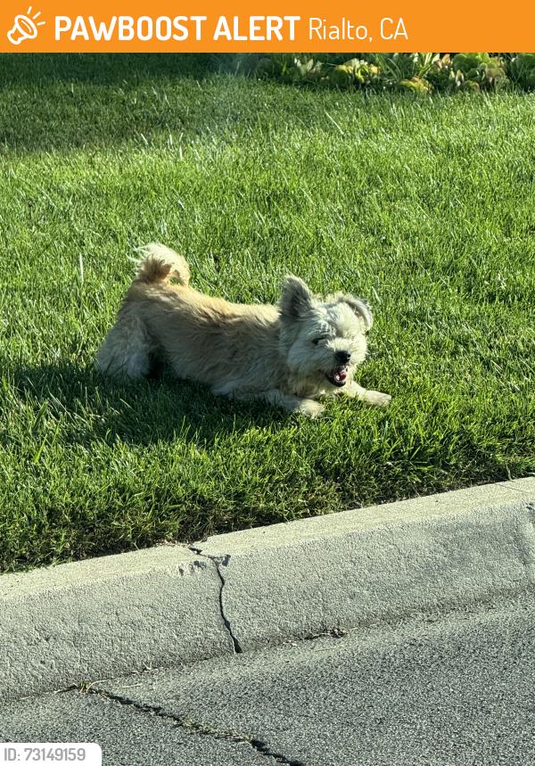 Found/Stray Unknown Dog last seen Lilac & West Grove St, Rialto, CA 92376