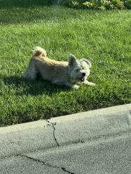 Found/Stray Unknown Dog last seen Lilac & West Grove St, Rialto, CA 92376