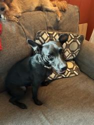 Reunited Female Dog last seen Silvery lane & emerson, Dearborn, MI 48124