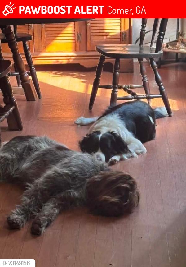 Lost Male Dog last seen Royston woods, della slaton, cherokee, broad river, Comer, GA 30629