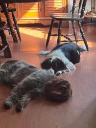 Lost Male Dog last seen Royston woods, della slaton, cherokee, broad river, Comer, GA 30629
