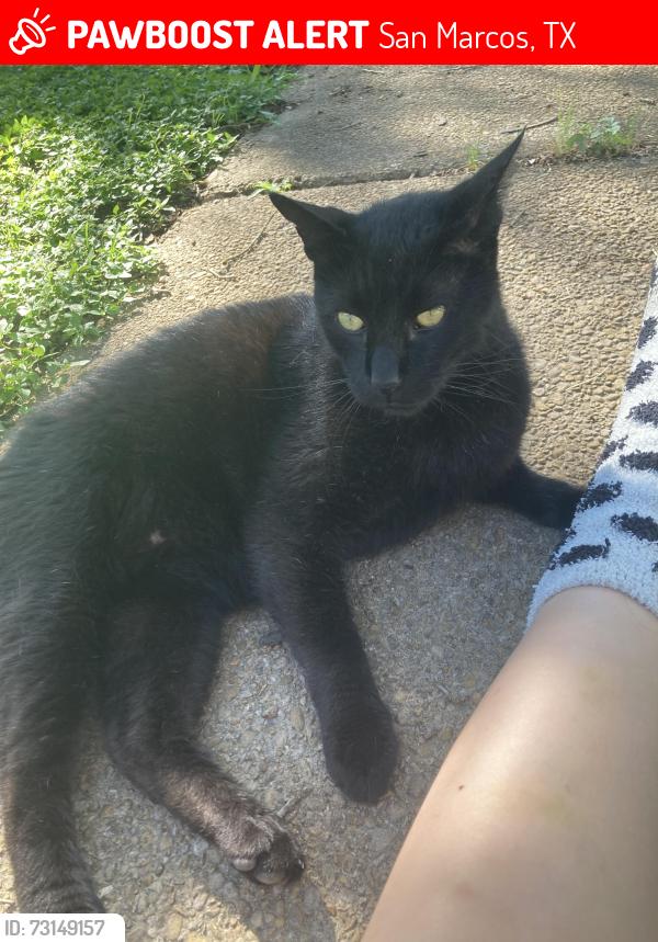 Lost Male Cat last seen Dale and Nevada streets San Marcos, San Marcos, TX 78666