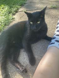 Lost Male Cat last seen Dale and Nevada streets San Marcos, San Marcos, TX 78666