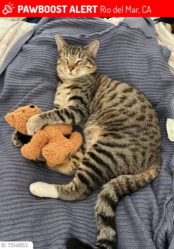 Lost Male Cat last seen Cliff Drr x Lamanda, Rio del Mar, CA 95003