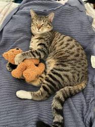 Lost Male Cat last seen Cliff Drr x Lamanda, Rio del Mar, CA 95003