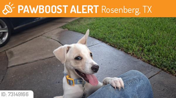 Found/Stray Male Dog last seen bamore cotton wood neighboorhood, Rosenberg, TX 77471