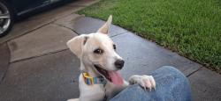 Found/Stray Male Dog last seen bamore cotton wood neighboorhood, Rosenberg, TX 77471