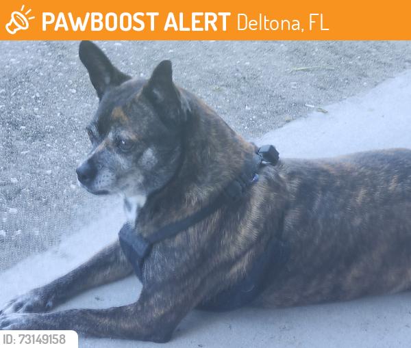 Found/Stray Female Dog last seen India and Fort Smith, Deltona, FL 32725