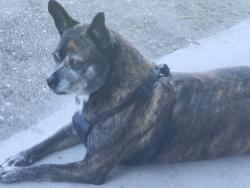 Found/Stray Female Dog last seen India and Fort Smith, Deltona, FL 32725