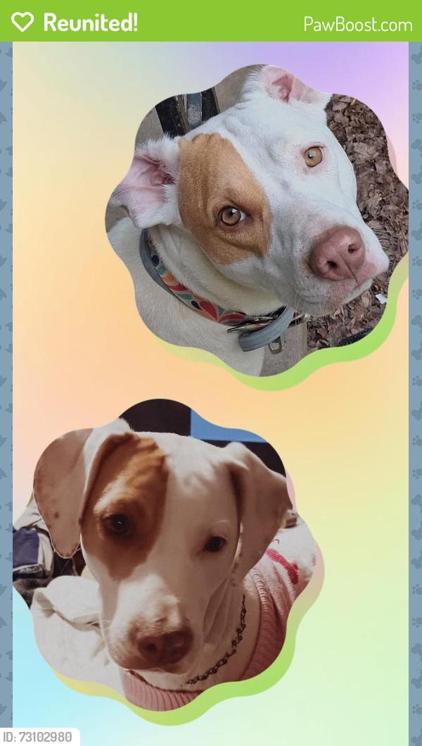 Reunited Female Dog last seen Phillips Fencing, Hen Valley Road, Old Harriman Hwy, Shady Lane, Oliver Springs, TN 37840