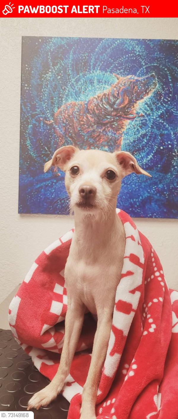 Lost Female Dog last seen Mobile dr 77506, Pasadena, TX 77506