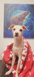 Lost Female Dog last seen Mobile dr 77506, Pasadena, TX 77506