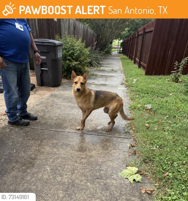 Found/Stray Female Dog last seen Stahl, San Antonio, TX 78247