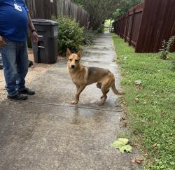 Found/Stray Female Dog last seen Stahl, San Antonio, TX 78247