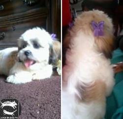 Lost Female Dog last seen Dupoint elementary, Hopewell, VA 23860