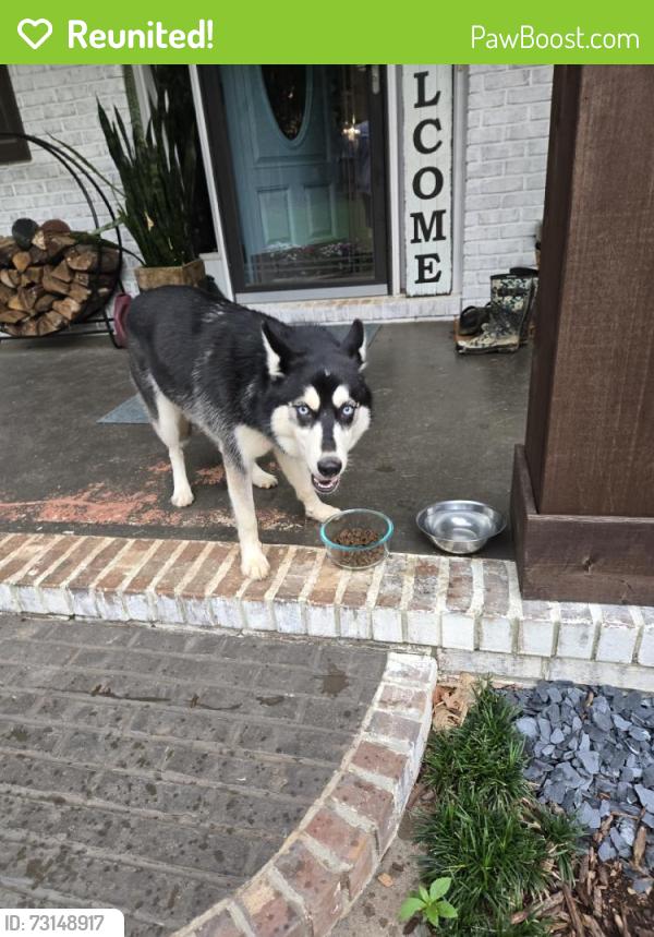 Reunited Female Dog last seen Waldrip Cir, Georgia 30506, USA, Forsyth County, GA 30506