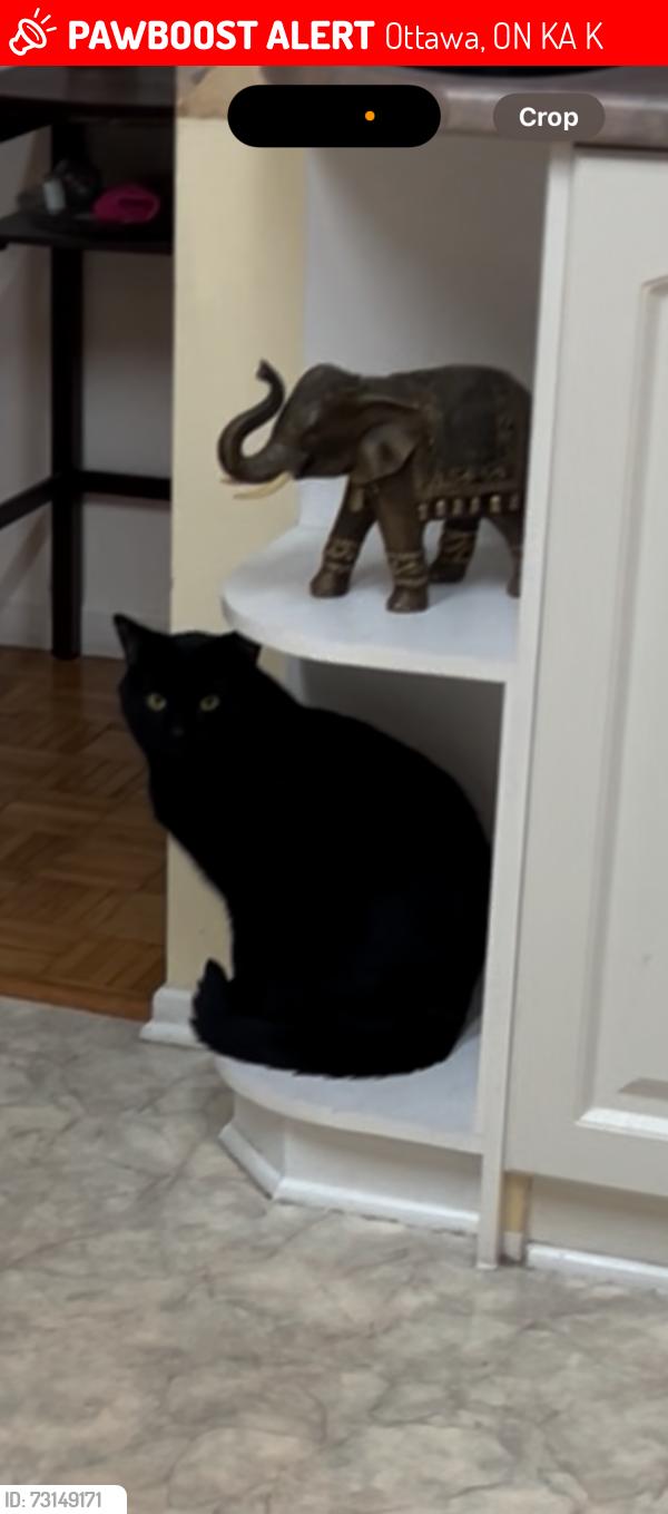 Lost Male Cat last seen Lauzon st, Ottawa, ON K4A 3K9
