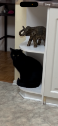 Lost Male Cat last seen Lauzon st, Ottawa, ON K4A 3K9