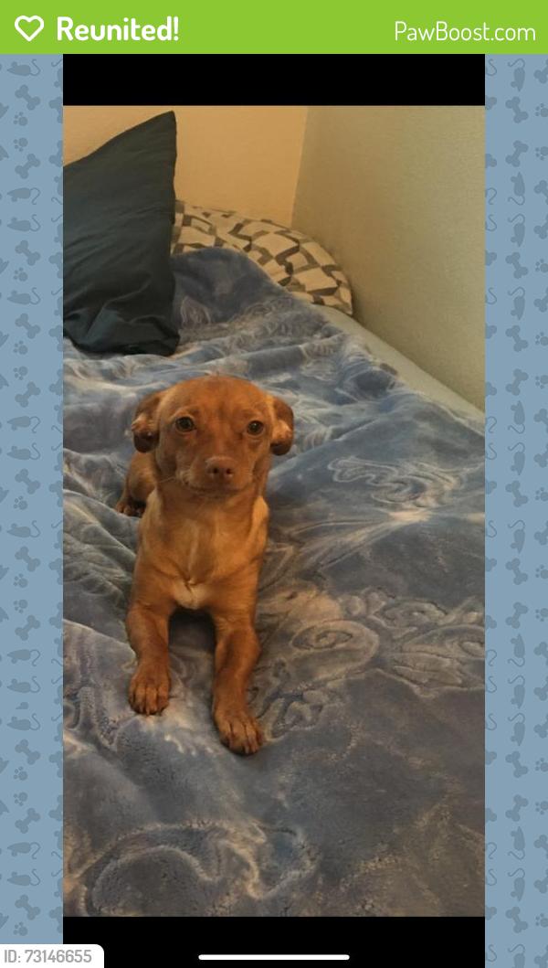 Reunited Female Dog last seen Near Zoria Farms Ln, San Jose, CA 95127, USA, San Jose, CA 95127