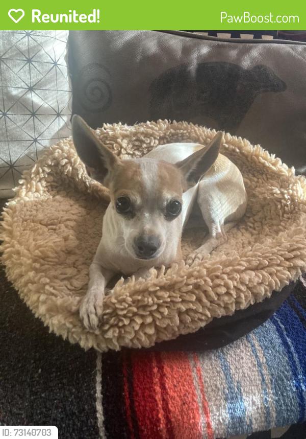 Reunited Female Dog last seen Congress and Linda Avenue, Menlo Park, Tucson, AZ 85745