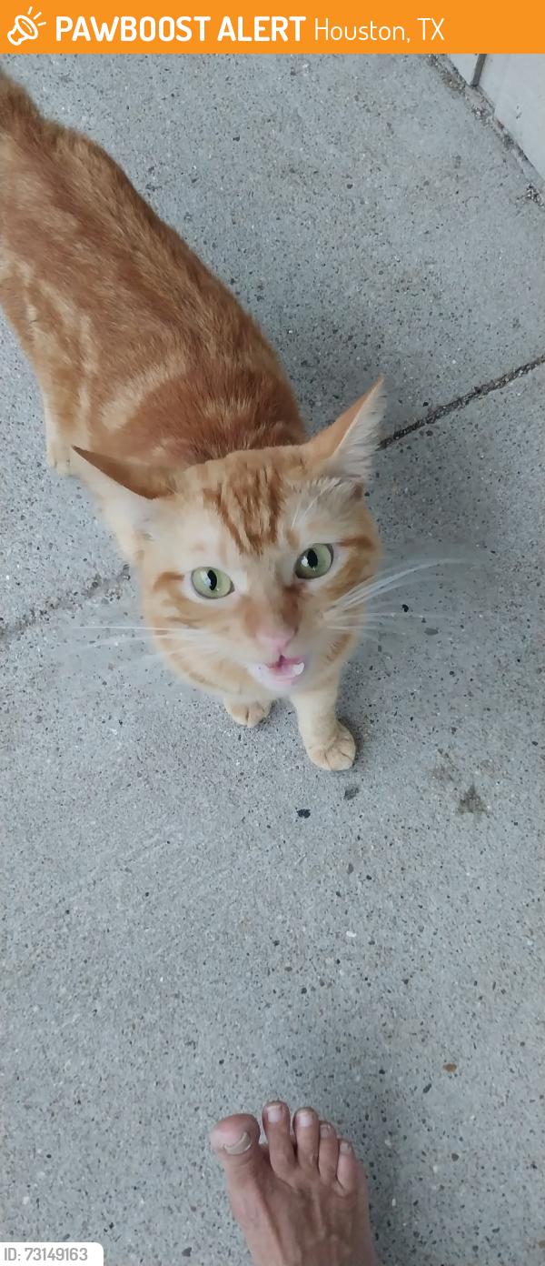 Found/Stray Male Cat last seen Teague and hammerly, Houston, TX 77080