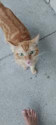 Found/Stray Male Cat last seen Teague and hammerly, Houston, TX 77080
