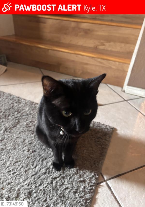 Lost Male Cat last seen Near bunny trl, Kyle, TX 78640