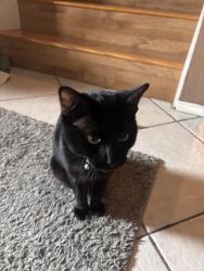 Lost Male Cat last seen Near bunny trl, Kyle, TX 78640