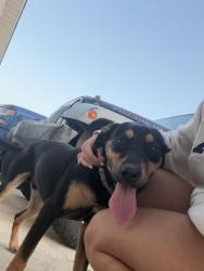 Found/Stray Male Dog last seen Gulf park ests, emerald lakes, Jackson County, MS 39564