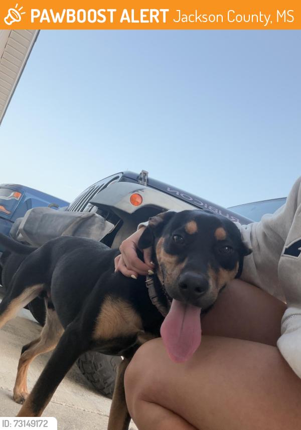 Found/Stray Male Dog last seen Gulf park ests, emerald lakes, Jackson County, MS 39564