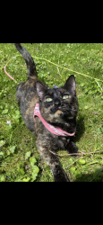Lost Female Cat last seen Leonard and fuller area, Grand Rapids, MI 49503