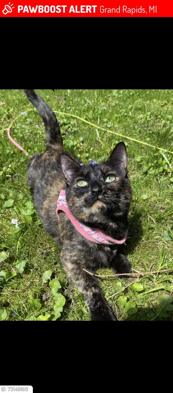 Lost Female Cat last seen Leonard and fuller area, Grand Rapids, MI 49503