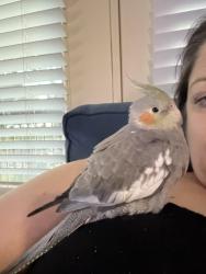 Lost Unknown Bird last seen City North apmts, Round Rock, TX 78665