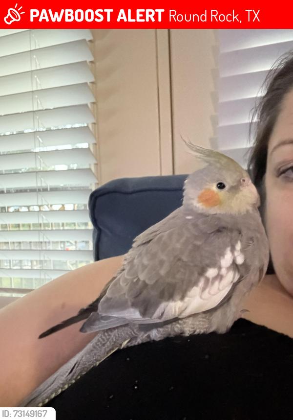 Lost Unknown Bird last seen City North apmts, Round Rock, TX 78665