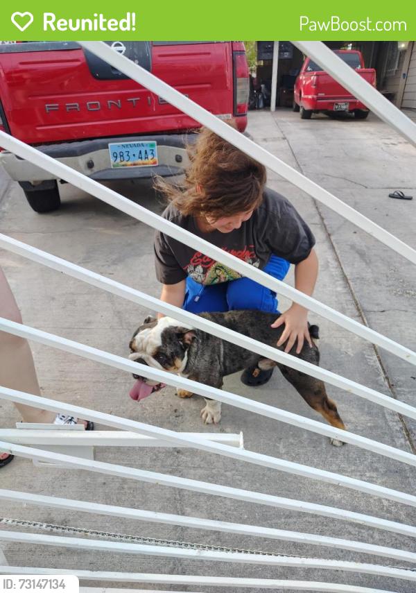Reunited Male Dog last seen Flamingo & Boulder Hwy, Paradise, NV 89121