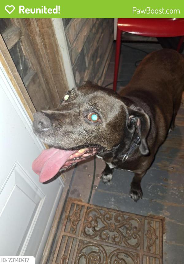 Reunited Male Dog last seen Maple Street, Scranton, PA 18505